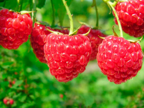 Малина Новость Кузьмина