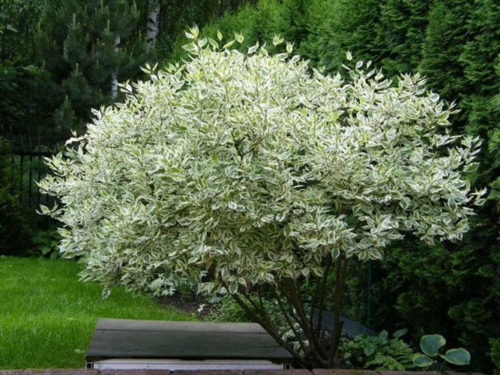 Дёрен Элегантиссима фото