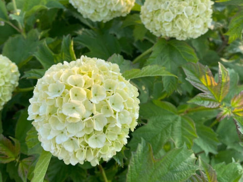 калина бульденеж саженец