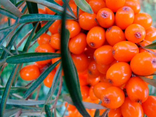 Облепиза джемовая