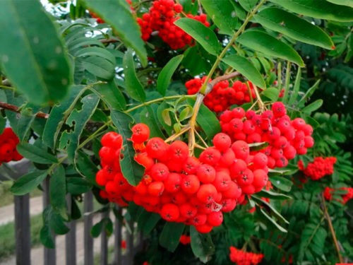 Рябина сказочная