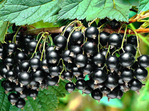 Смородина черная селеченская