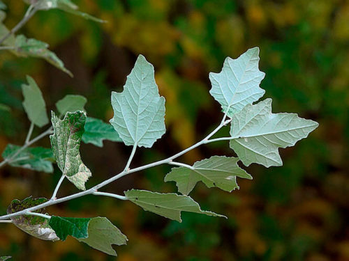 Тополь серебристый саженец