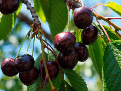 Вишня шоколадница