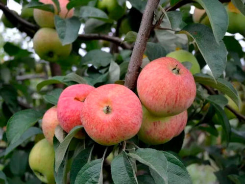 Яблоня конфетное