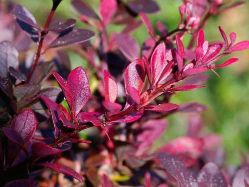 Барбарис Атропурпуреа фото