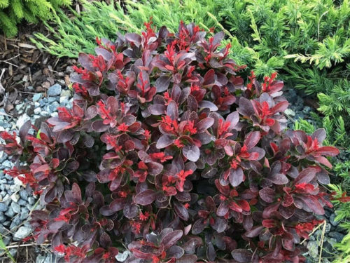 барбарис атропурпуреа нана