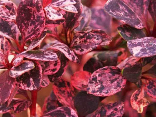 барбарис арлекин