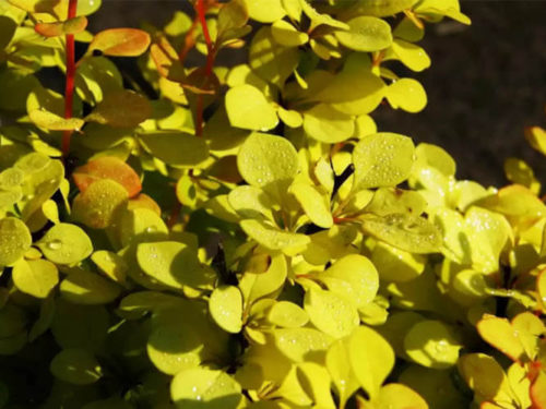 Барбарис Ауреа фото