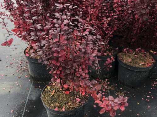 барбарис шоколад саммер