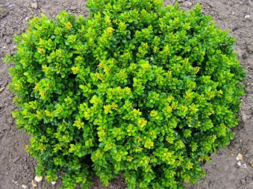 Барбарис Кобольд фото