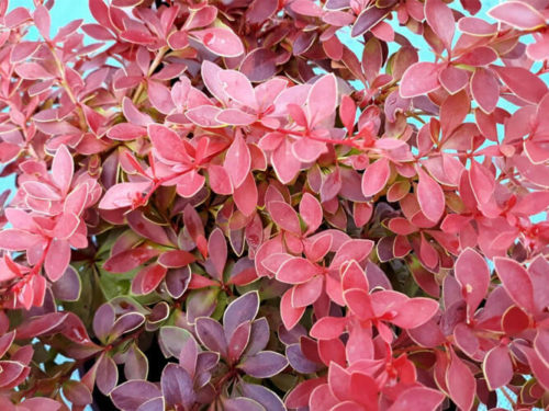 барбарис коралл