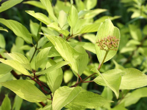 Дёрен белый Ауреа фото