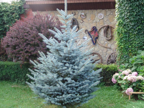 ель голубая хупси