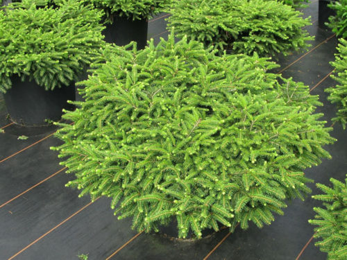 Ель нидиформис