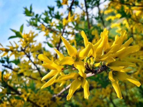 Форзиция помежуточная