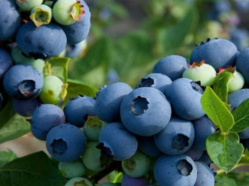 Голубика патриот