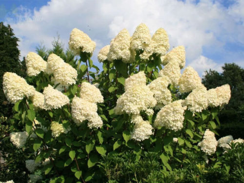 Гортензия гладианфора