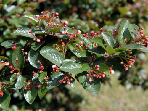 кизильник блестящий