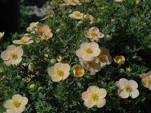 лапчатка дейдаун