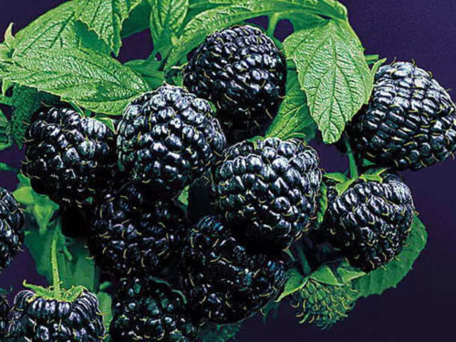 Малина Кумберланд