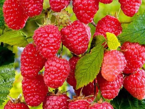 Малина малиновая гряда