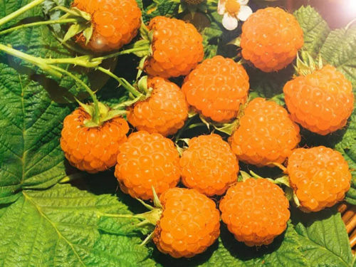 Малина желтый гигант