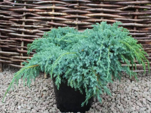 Можжевельник блю карпет