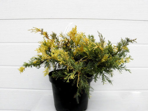 можжевельник blue and gold