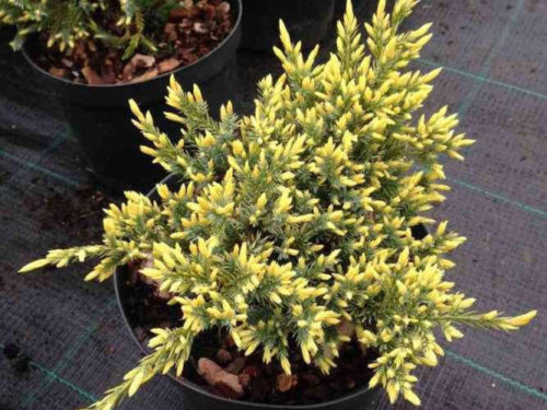 Можжевельник Дрим Джой фото