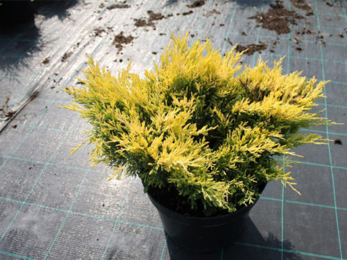 можжевельник лайм глоу