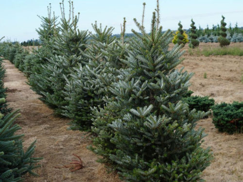 Пихта Сильберлок