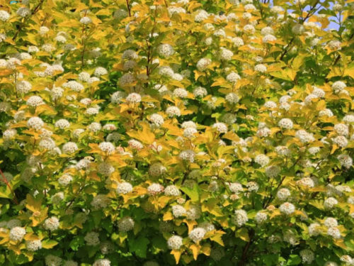 Пузыреплодник Дартс Голд