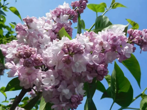 Сирень красавицы Москвы