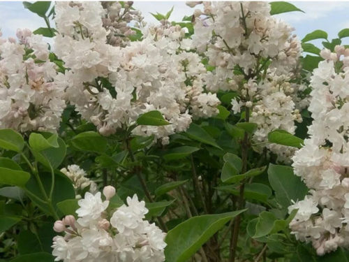 Сирень маленький принц