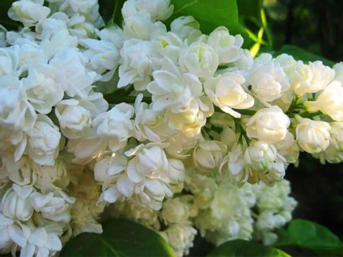 Сирень память о Колесникове