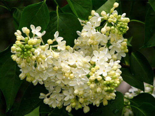 Сирень примоурз саженцы