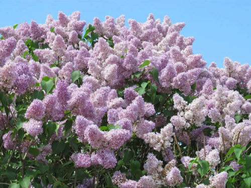 Сирень венгерская