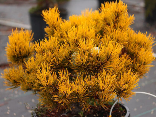 сосна гоная винтер голд