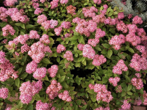 Спирея Литл Принцесс (японская) фото