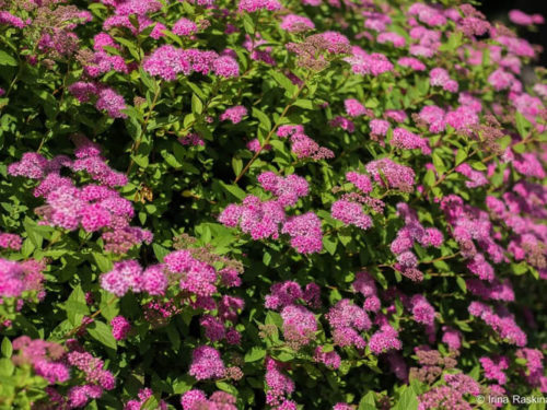 Спире японская розовая