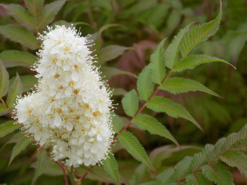 спирея метельчатая