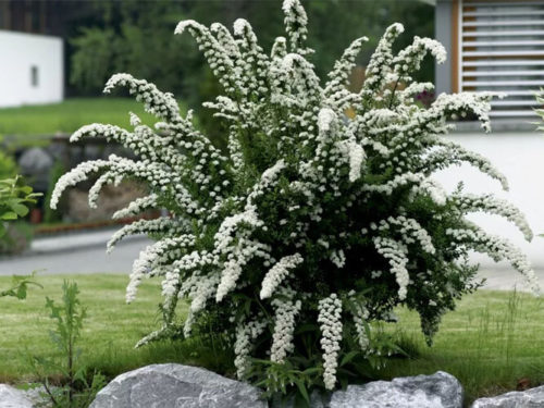 Спирея Грефштейм