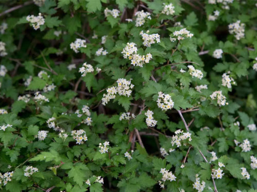 Стефанандра Криспа фото