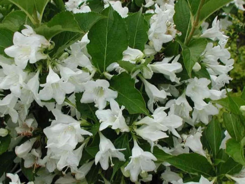 Вейгела Кандида