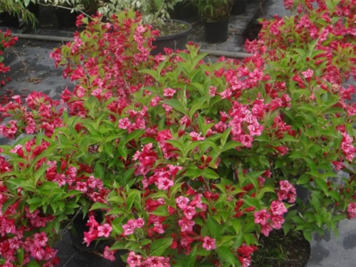 Вейгела бристоль руби