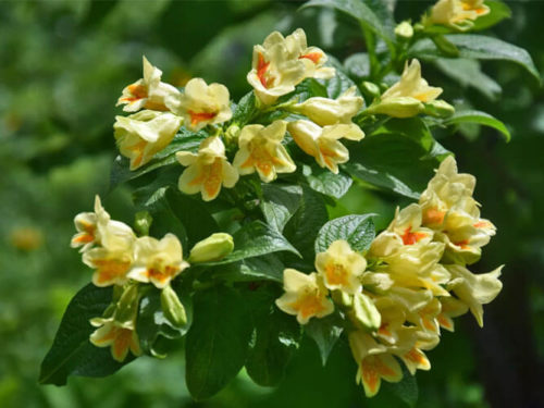 Вейгела желтая миддендорфа