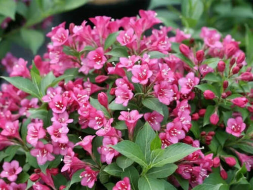 Вейгела розовая