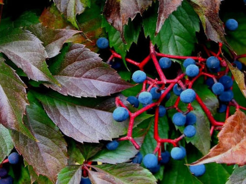 виноград девичий