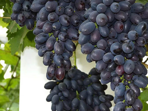 Виноград кодрянка